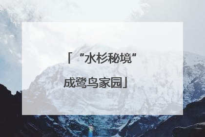 “水杉秘境”成鹭鸟家园