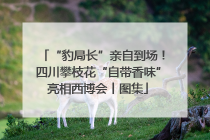 “豹局长”亲自到场！四川攀枝花“自带香味”亮相西博会丨图集