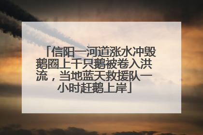 信阳一河道涨水冲毁鹅圈上千只鹅被卷入洪流，当地蓝天救援队一小时赶鹅上岸