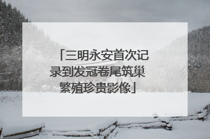 三明永安首次记录到发冠卷尾筑巢繁殖珍贵影像