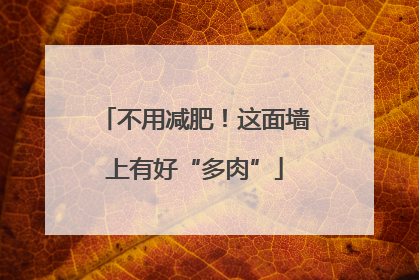 不用减肥！这面墙上有好“多肉”