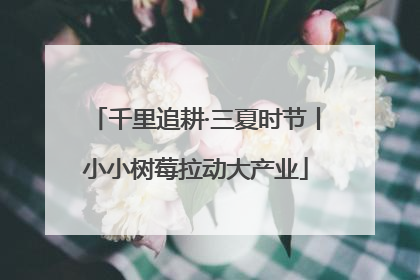 千里追耕·三夏时节丨小小树莓拉动大产业