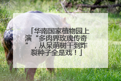 华南国家植物园上演“多肉界玫瑰传奇”，从呆萌树干到炸裂种子全是戏！