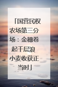 国营民权农场第三分场：金穗卷起千层浪 小麦收获正当时