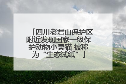 四川老君山保护区附近发现国家一级保护动物小灵猫 被称为“生态试纸”