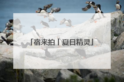 宿来拍丨夏日精灵