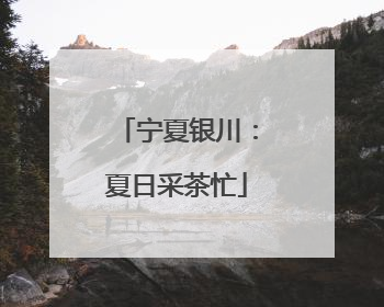 宁夏银川：夏日采茶忙