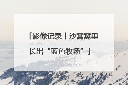 影像记录丨沙窝窝里长出“蓝色牧场”