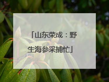 山东荣成：野生海参采捕忙