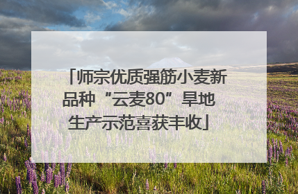师宗优质强筋小麦新品种“云麦80”旱地生产示范喜获丰收