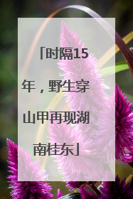 时隔15年，野生穿山甲再现湖南桂东