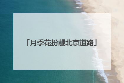 月季花扮靓北京道路