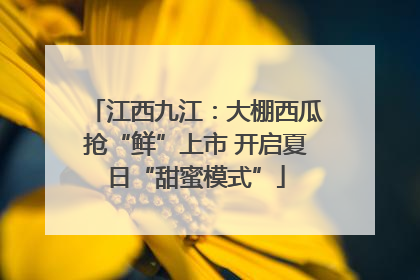 江西九江：大棚西瓜抢“鲜”上市 开启夏日“甜蜜模式”