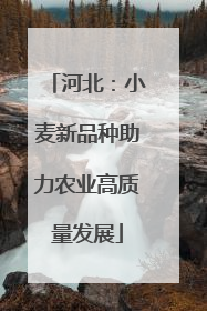 河北：小麦新品种助力农业高质量发展