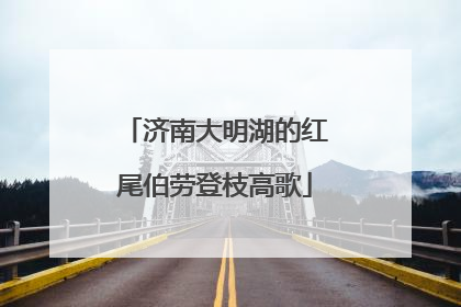 济南大明湖的红尾伯劳登枝高歌