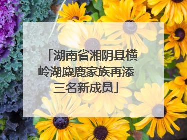 湖南省湘阴县横岭湖麋鹿家族再添三名新成员