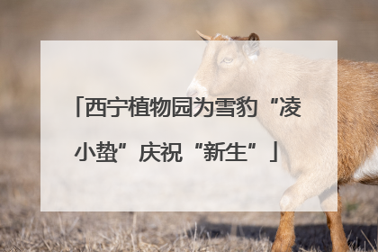 西宁植物园为雪豹“凌小蛰”庆祝“新生”