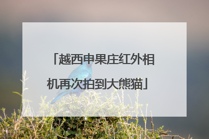 越西申果庄红外相机再次拍到大熊猫