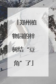 郑州植物园的梓树结“豆角”了