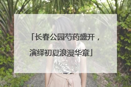 长春公园芍药盛开，演绎初夏浪漫华章