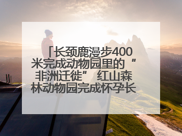 长颈鹿漫步400米完成动物园里的“非洲迁徙” 红山森林动物园完成怀孕长颈鹿步行转运