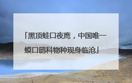 黑顶蛙口夜鹰，中国唯一蟆口鸱科物种现身临沧