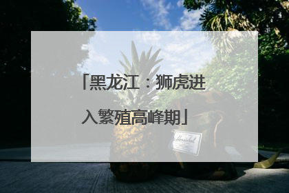 黑龙江：狮虎进入繁殖高峰期